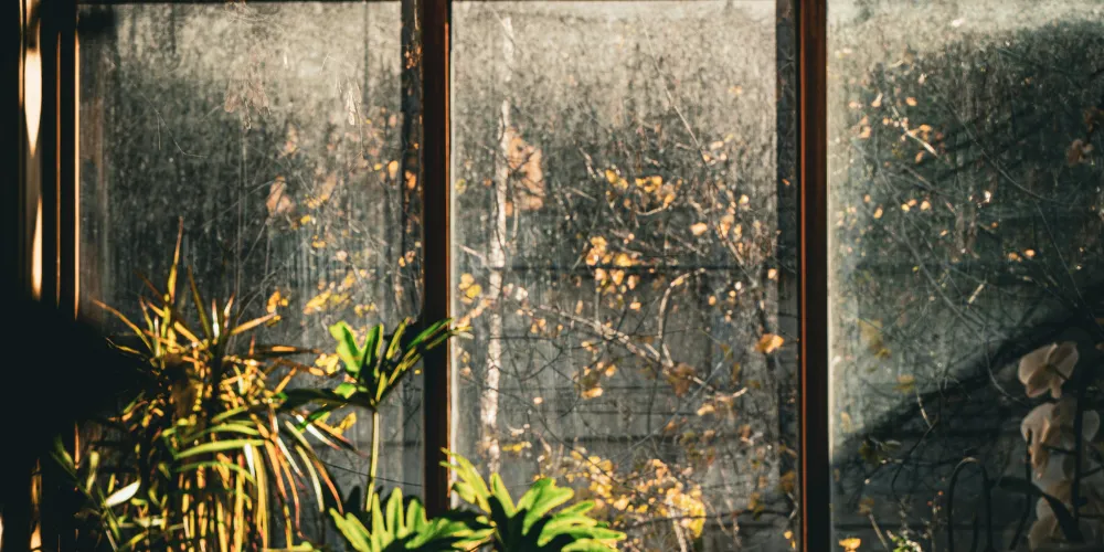 Dark Moody Bedroom Ideas with Plants