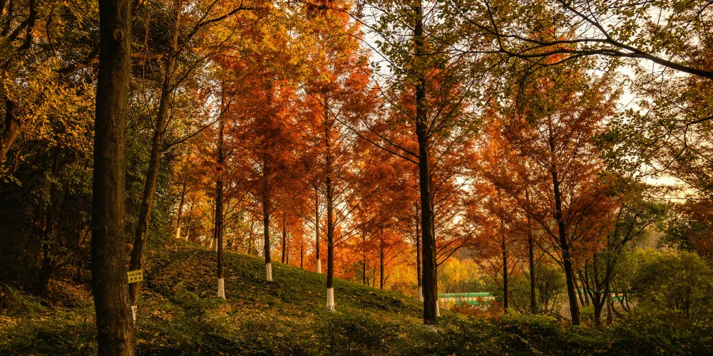 Best Warm Color Palettes for Autumn